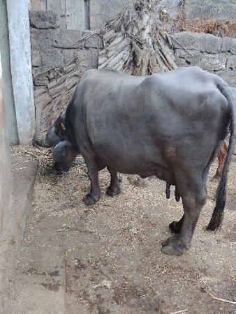 થંબનેલ 2