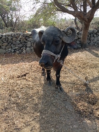 ભેંસ વેચવાની છે