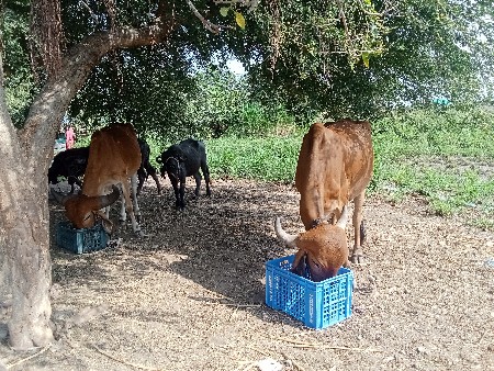 ગોધલા વેચવાના છે.