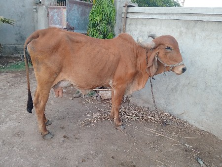 ગાય વેસવાની