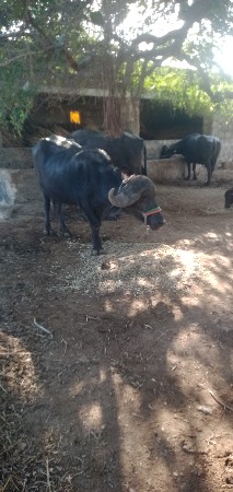 આ ભેંશ વેચવાની છે