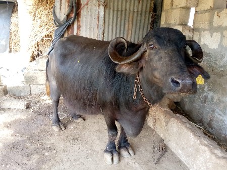 વેચવાનીછે  contect 8128196109