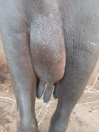 थंबनेल 3