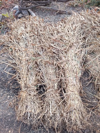 જુવાર ના પુરા