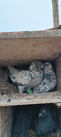 થંબનેલ 3