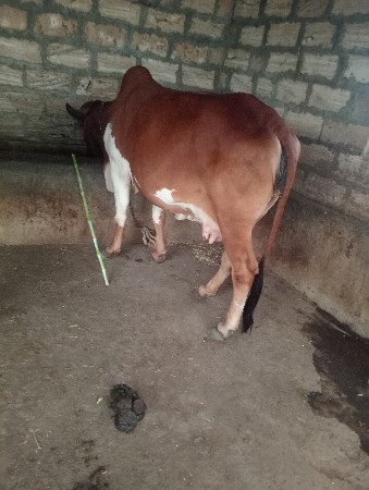 થંબનેલ 3