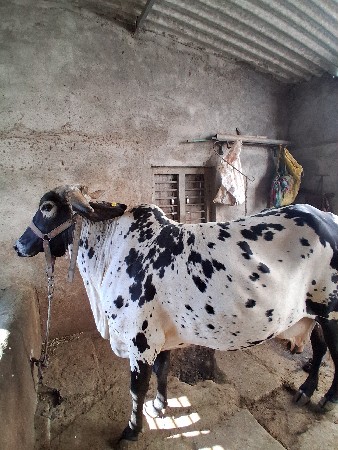 કાબરી ગાય છે