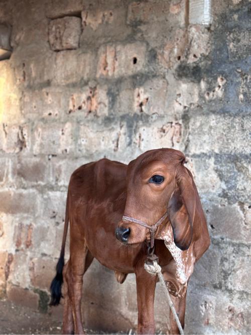 વાછડી આપે દેવા ની સે મફત