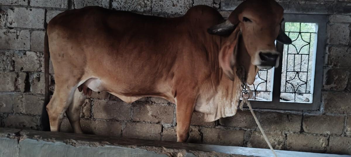 थंबनेल 3