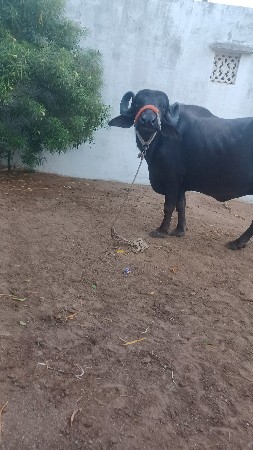 ભેસ વેસવાની છે