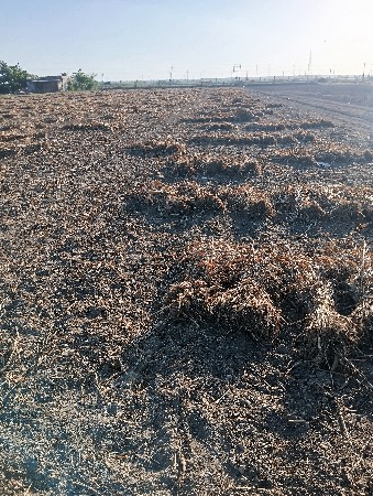 સીયાળુ ગુધરી  સોલાપુરી મીઠી નીણ