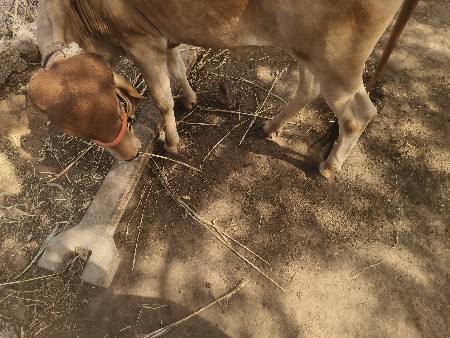 સોન કપિલા અઢી વર્ષ