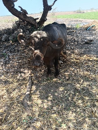 थंबनेल 3