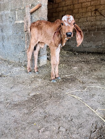 વાછડો વેચવાનો છે