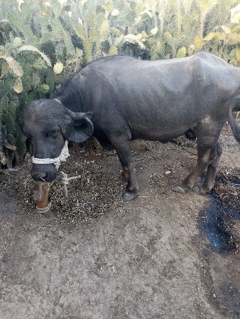 પેલા વેતરની ખળેલી વેસવાનીછે