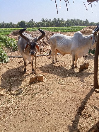 પાંચ ધરના છે