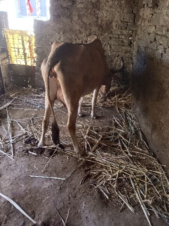ગાય વેચવાની છે