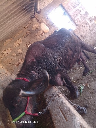 ભેંસ તન ચાર દિવસ ની કાછી