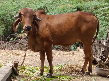 थंबनेल 3