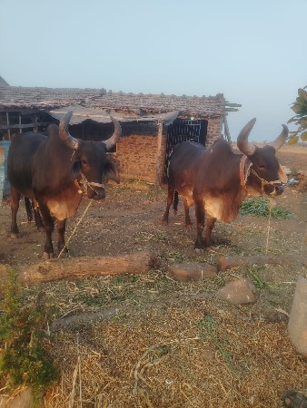 વાસડા  વેસવાના સે