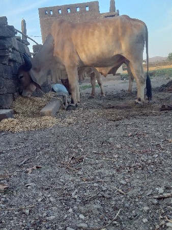 थंबनेल 2