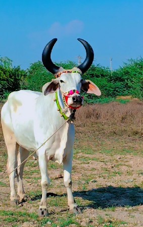 એક વાવણી મા આવેલ મારવા દેવાની ટોટલ