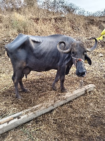 थंबनेल 3