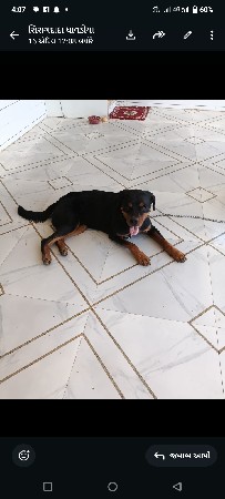 રોટવીલર