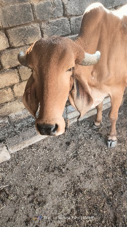 સાટા કરવા ના છે