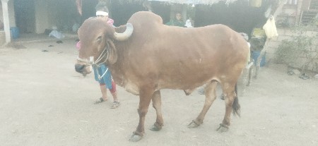 બળદ