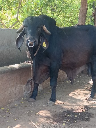 original gir khut vesvano se