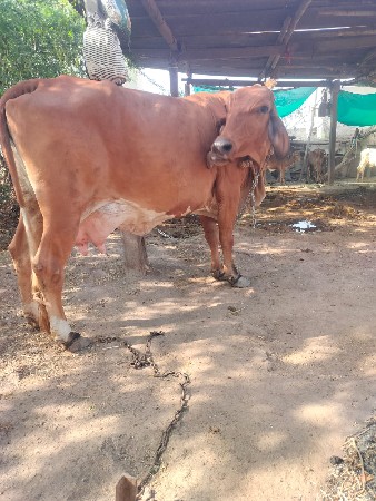 થંબનેલ 2