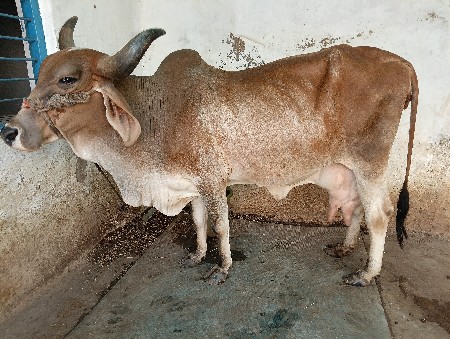 ગાય વેચવાની છે