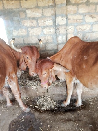 થંબનેલ 2