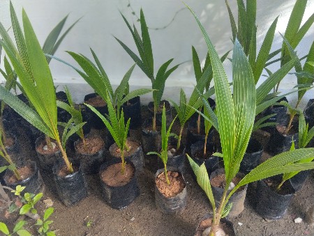 nariyeli na roop mate kontek karo