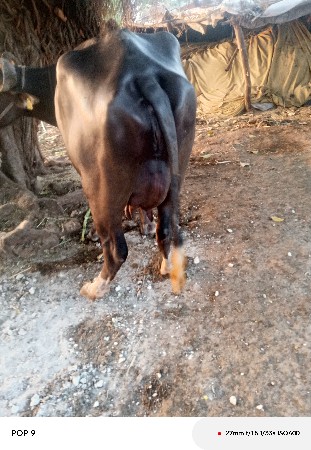 ભેંસ વેચવાની છે