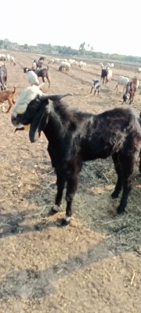 બોકડો વેચવાનો છે.