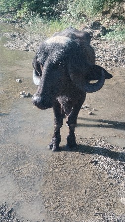 પાડો વેચવાનો છે
