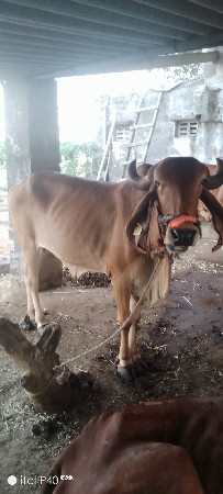 ગીર ગાય ની હોડકી વેચવાની છે