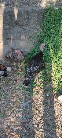 તુર્કી 🦃🦃 વેચવાના છે