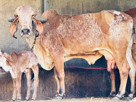 થંબનેલ 4