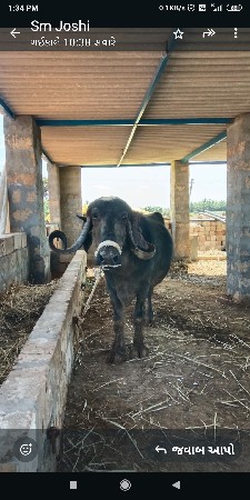 ભેસ વેચવાની છે ૨૦ દિવસની વીયાણલ