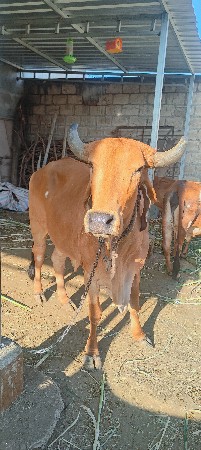 ગીર ઓડકી વેચવા નિ છે