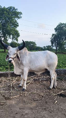 થંબનેલ 3