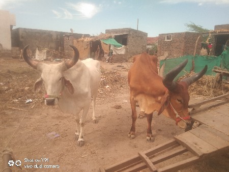 આ બળદલા વેચવાના છે