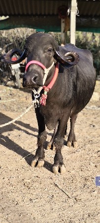 મેં વેચવાની છે