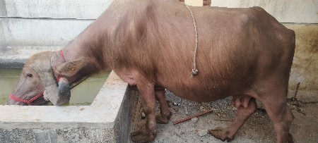 ભેંશ વેસવું