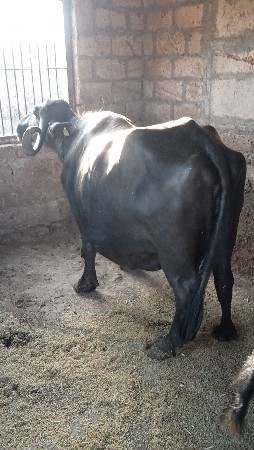 ભેસ વેસવાની છે