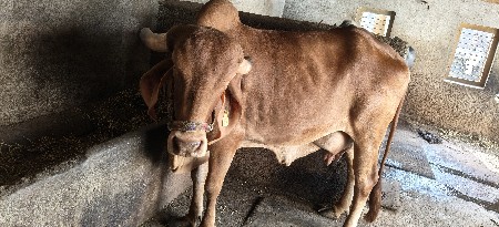 સોન કપિલા ગાય વેસવાની