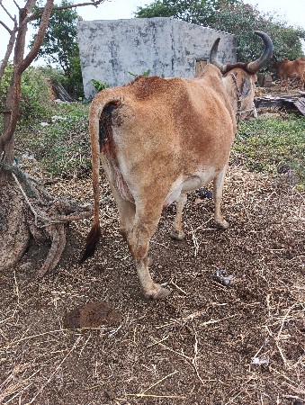 ગાય વેચવાની છે